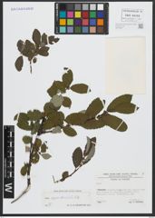 Foto von Salix appendiculata Vill.